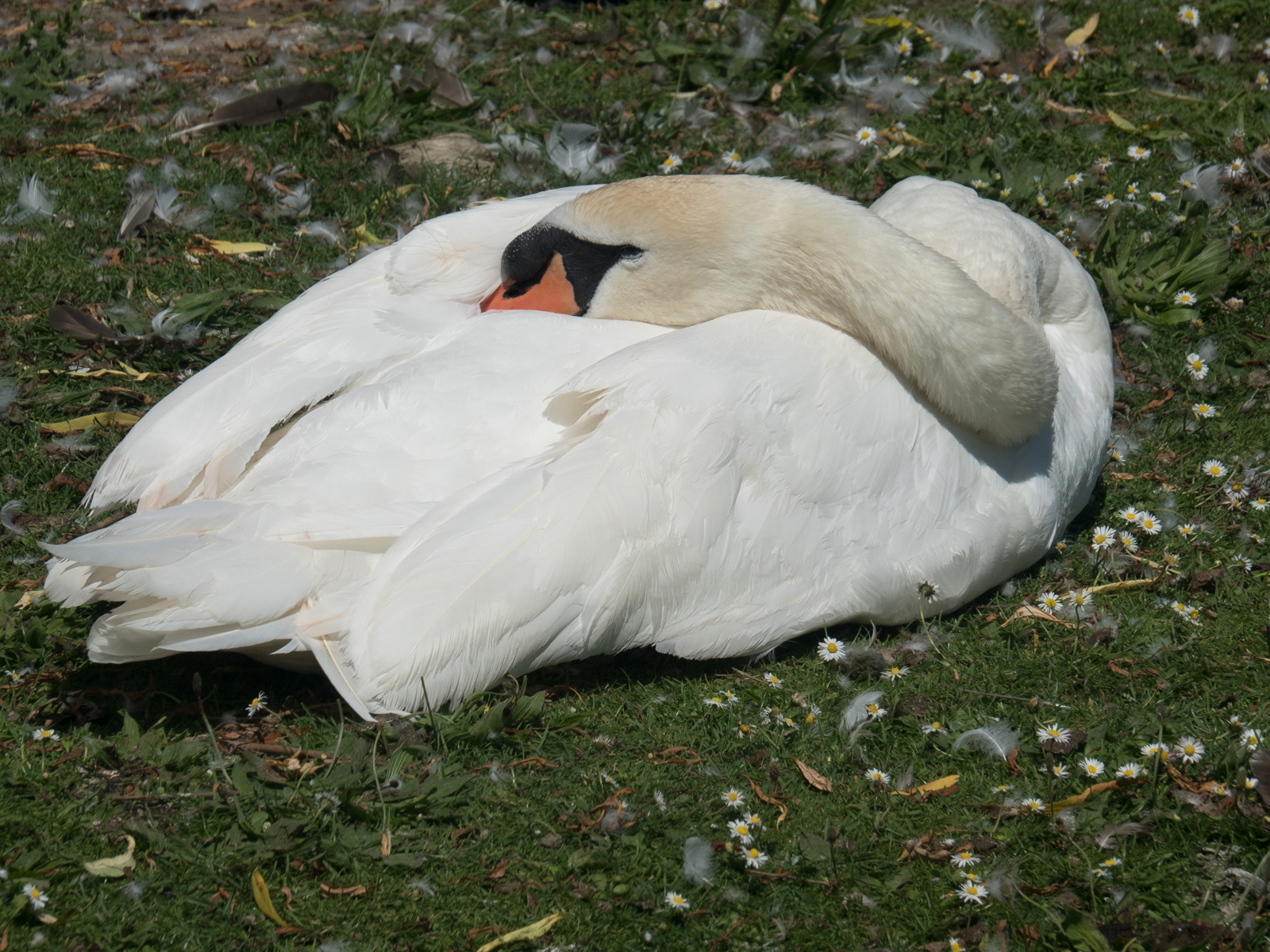 swan-resting-by-bob