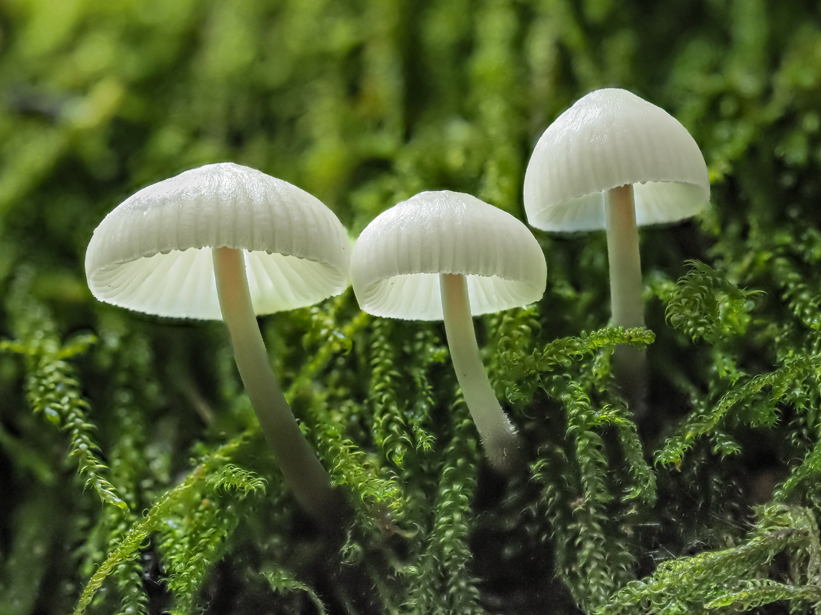 1st - bonnets-in-the-moss-by-chris-frost