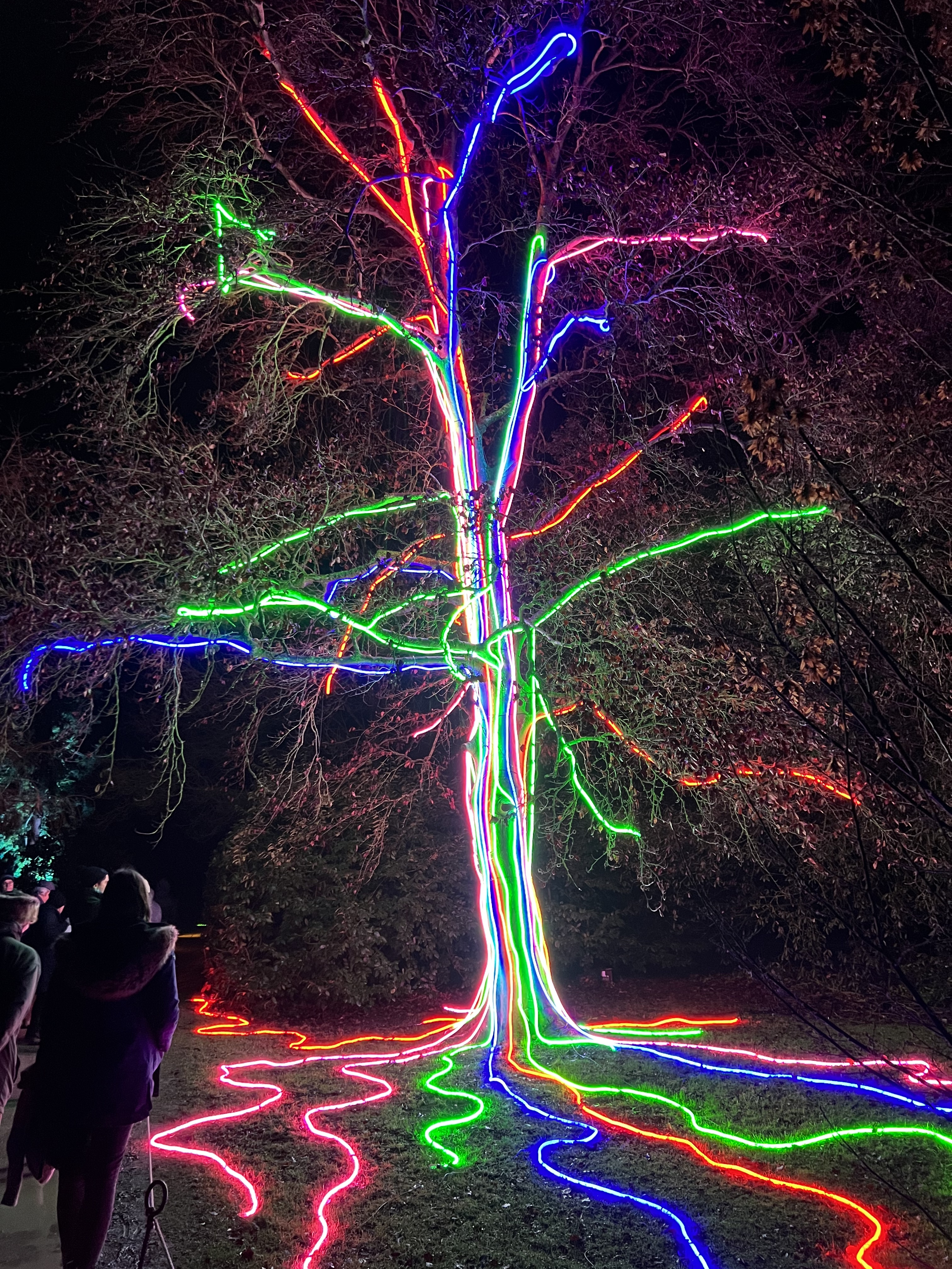 light-up-the-tree-by-gordon