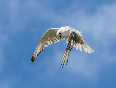 falcon-in-flight-by-peter-darby.