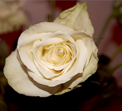 white-rose-by-paul-waite