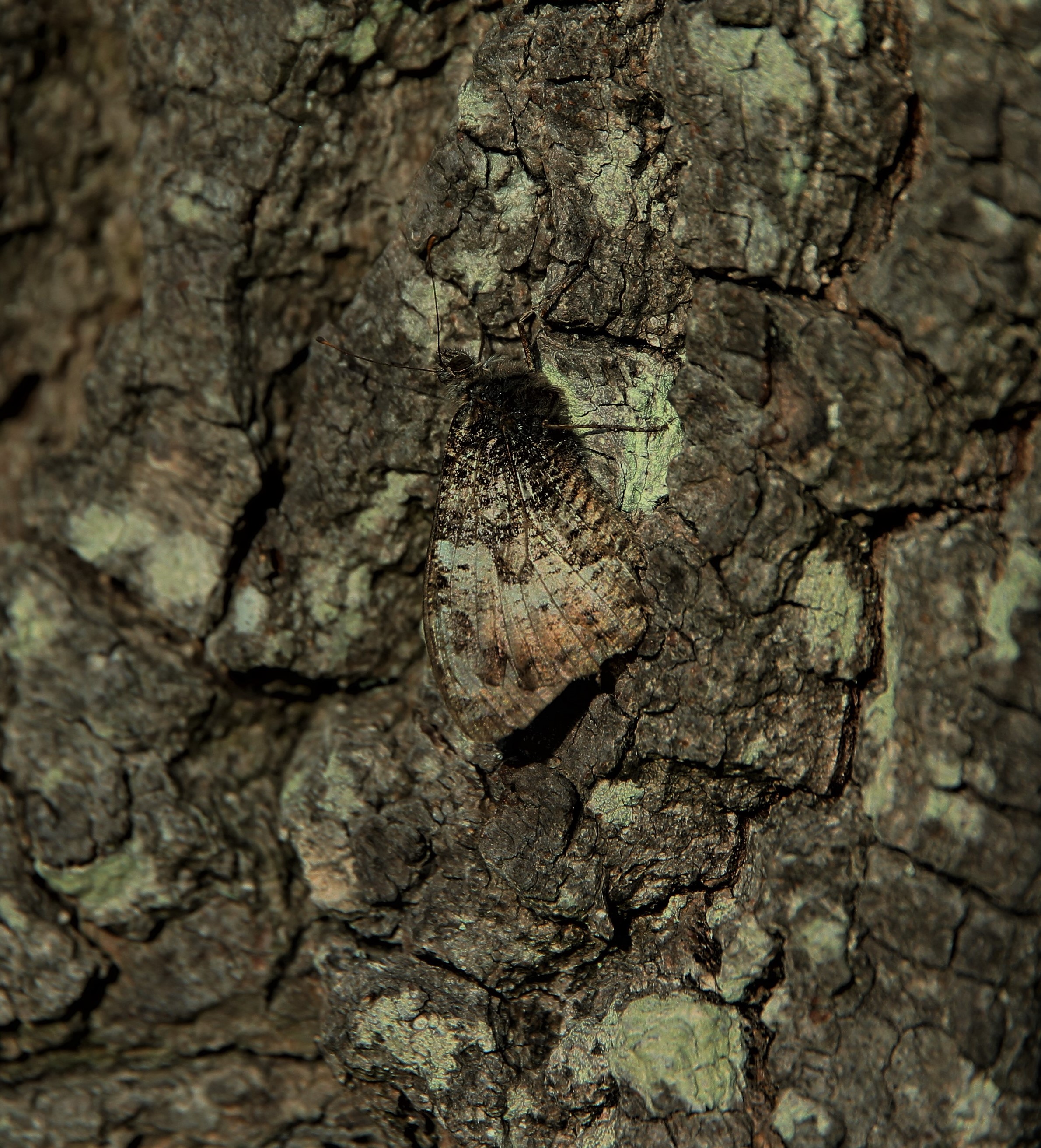 camouflage-moth-by-paul-waite