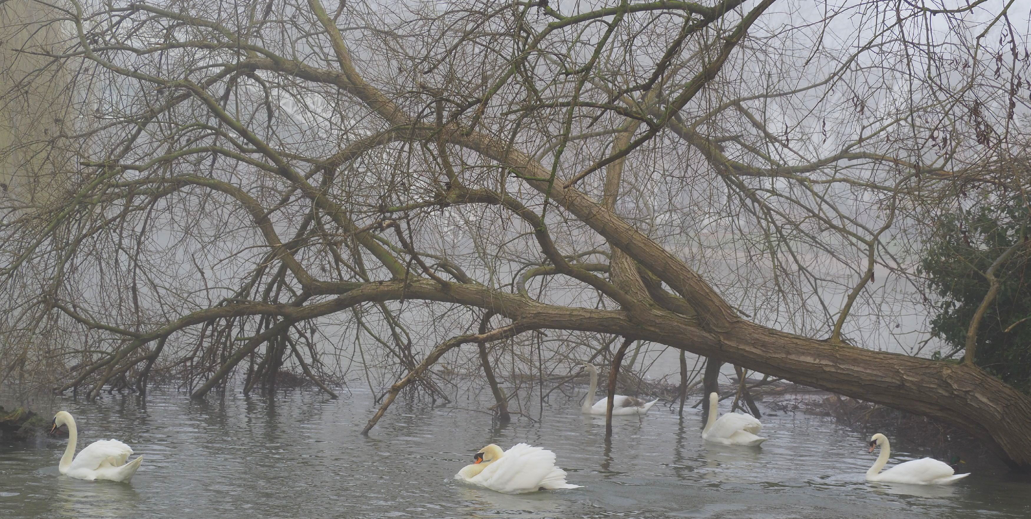 swans-in-the-mist-by-nick