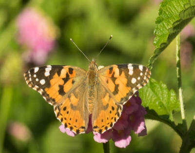 painted-lady-by-bob