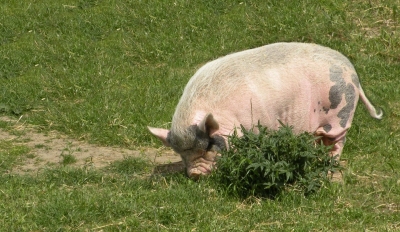 pot-bellied-pig-by-nick