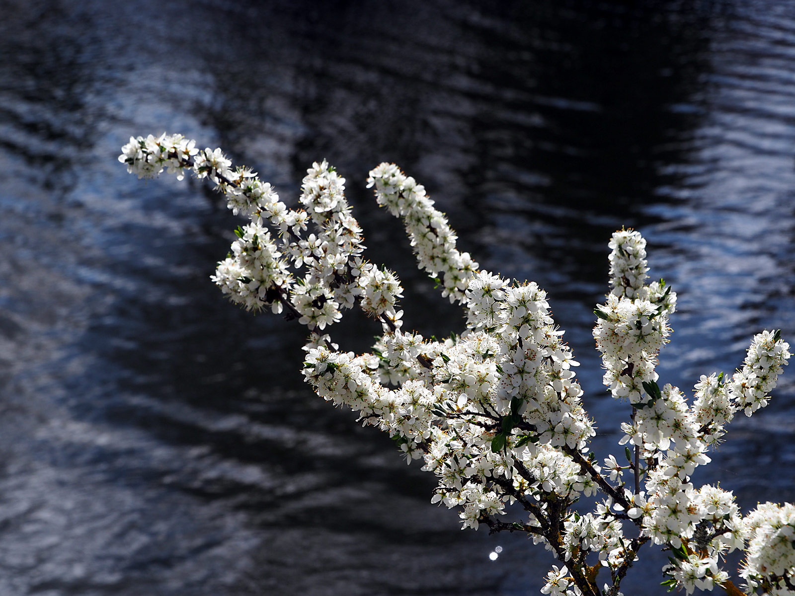 blackthorn-and-the-river-by-laurie