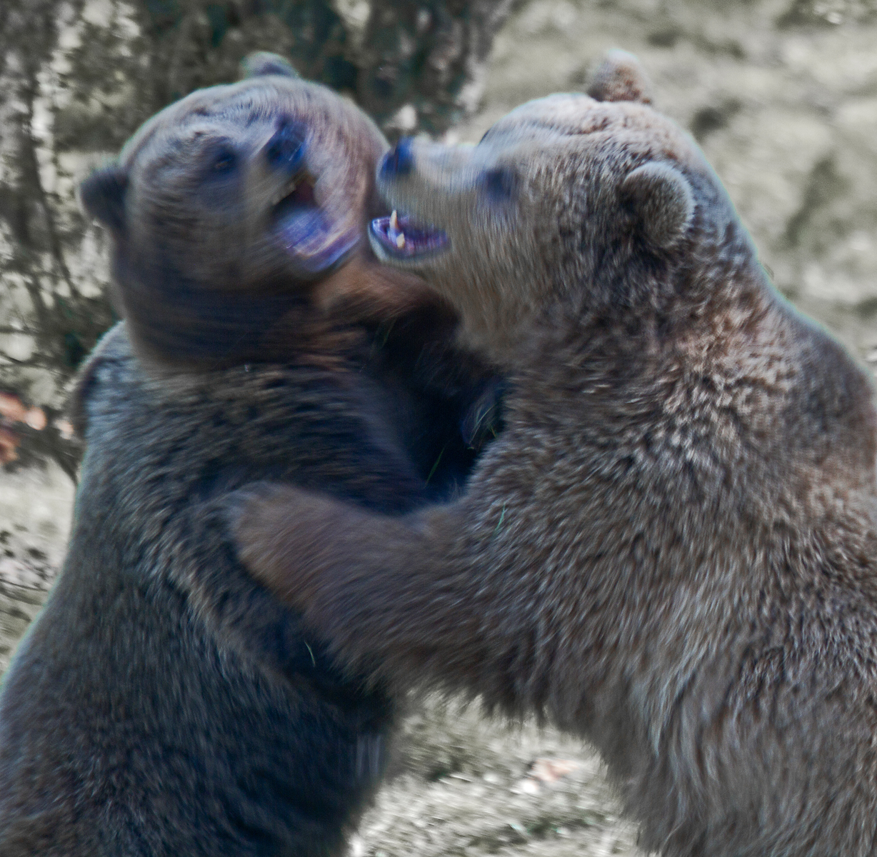 european-bears-in-motion-by-alan-goldby