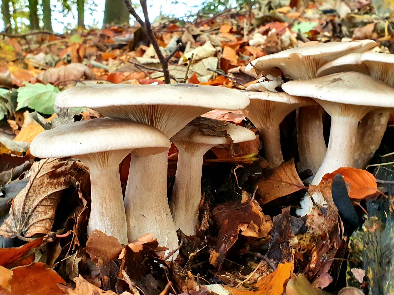 mushrooms-by-gordon