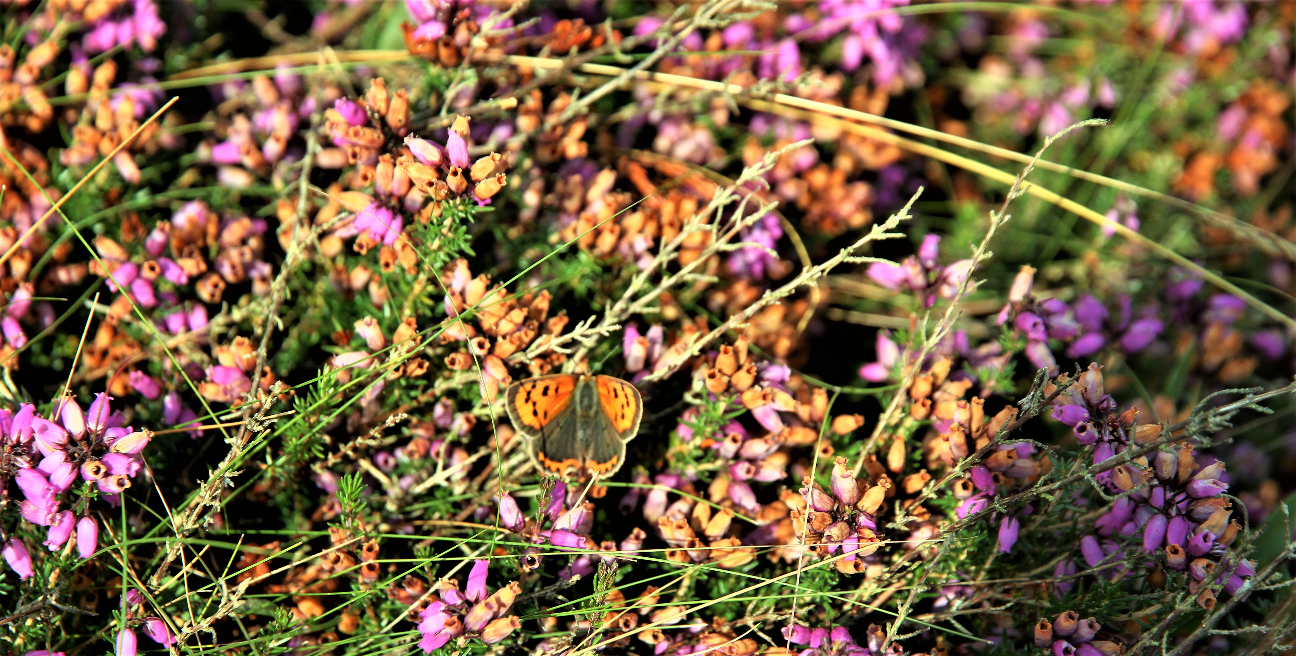 small-copper-by-paul-waite