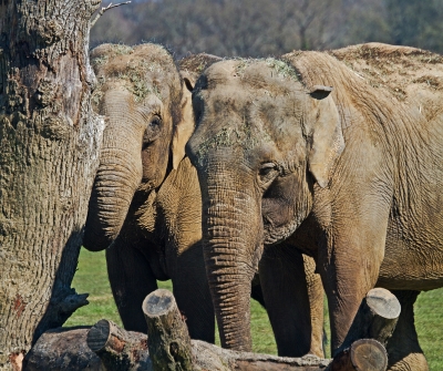 indian-elephants-by-alan-goldby