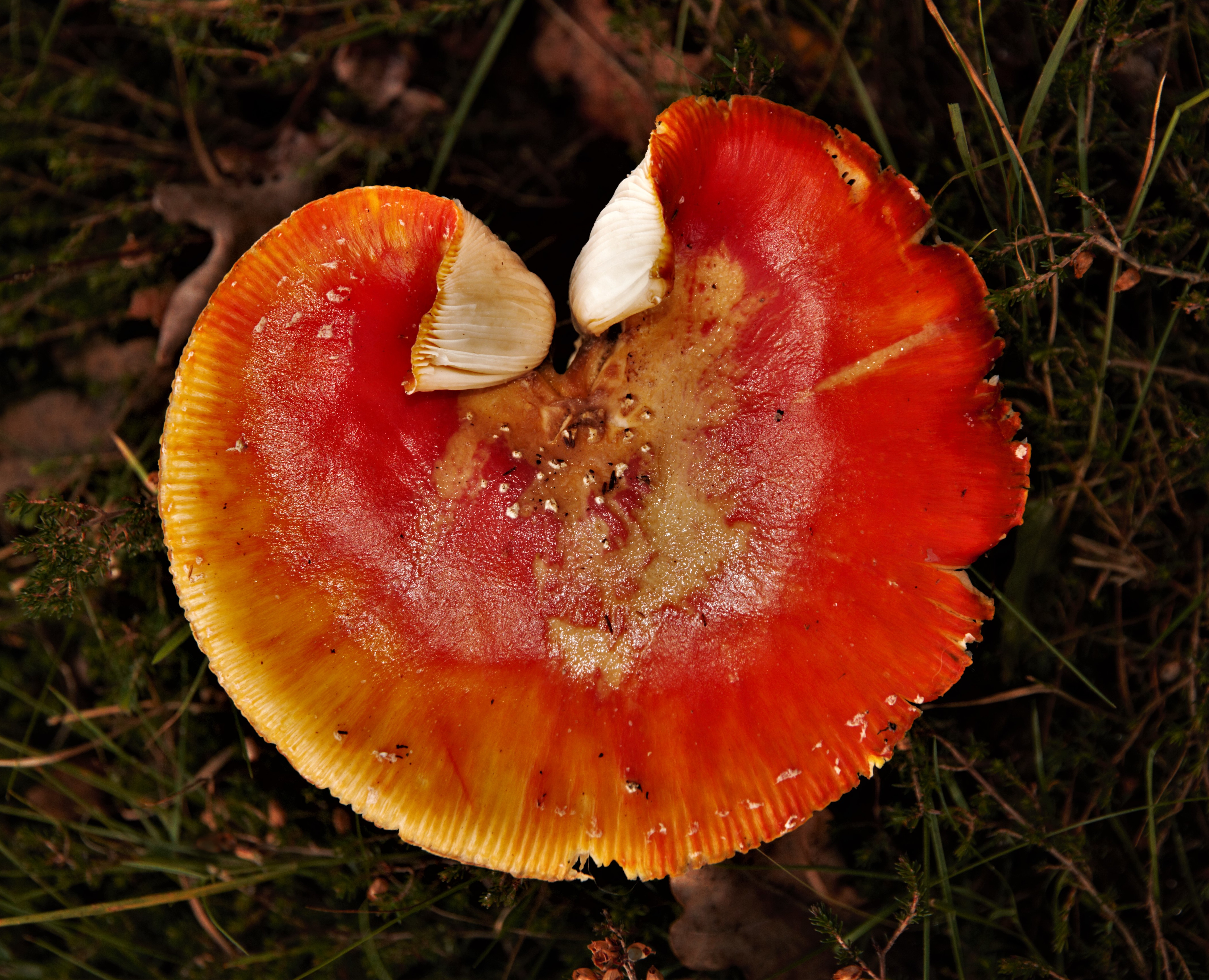 dunwich-heath-red-fungi-by-paul-waite