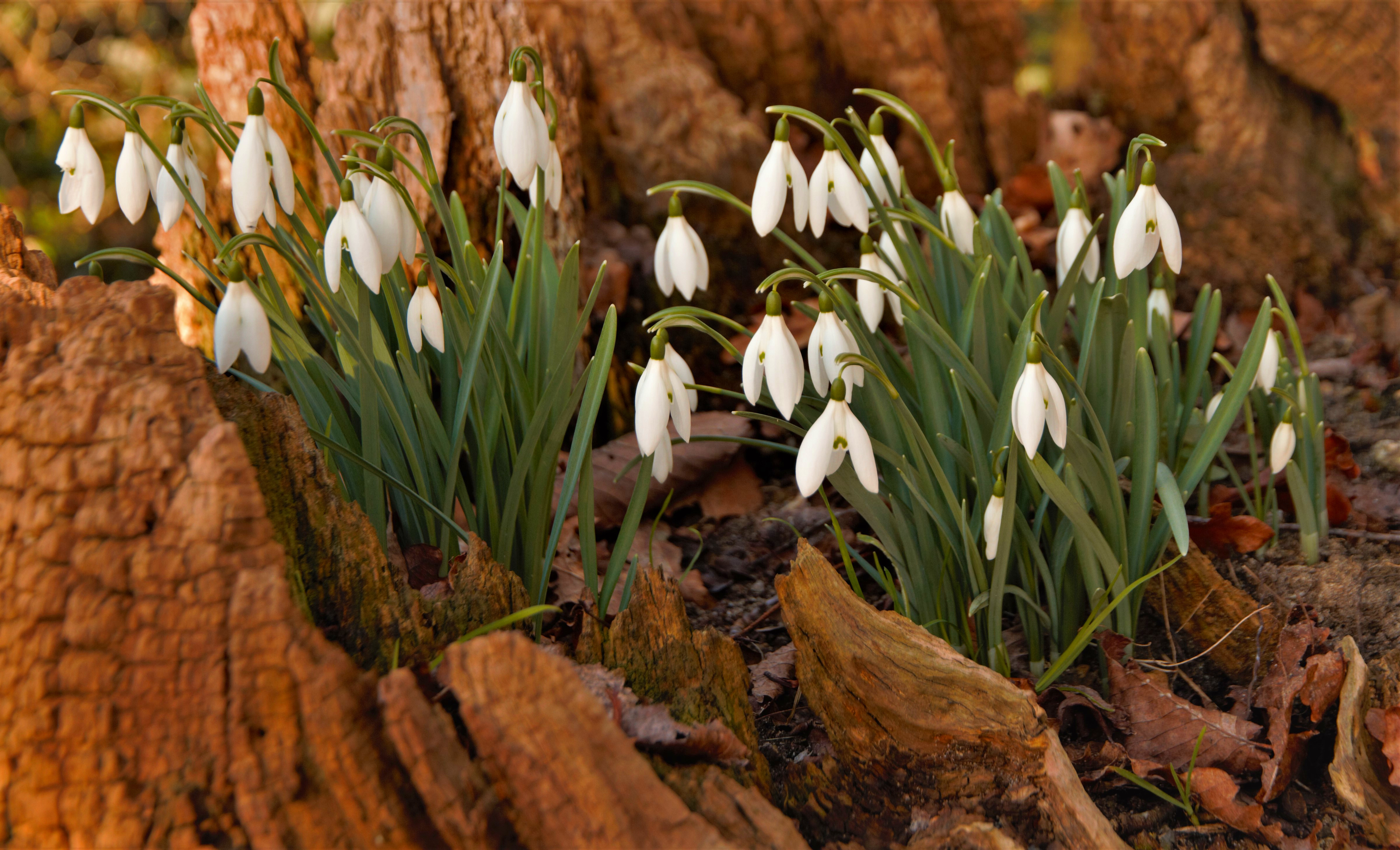 snowdrops-by-paul-waite
