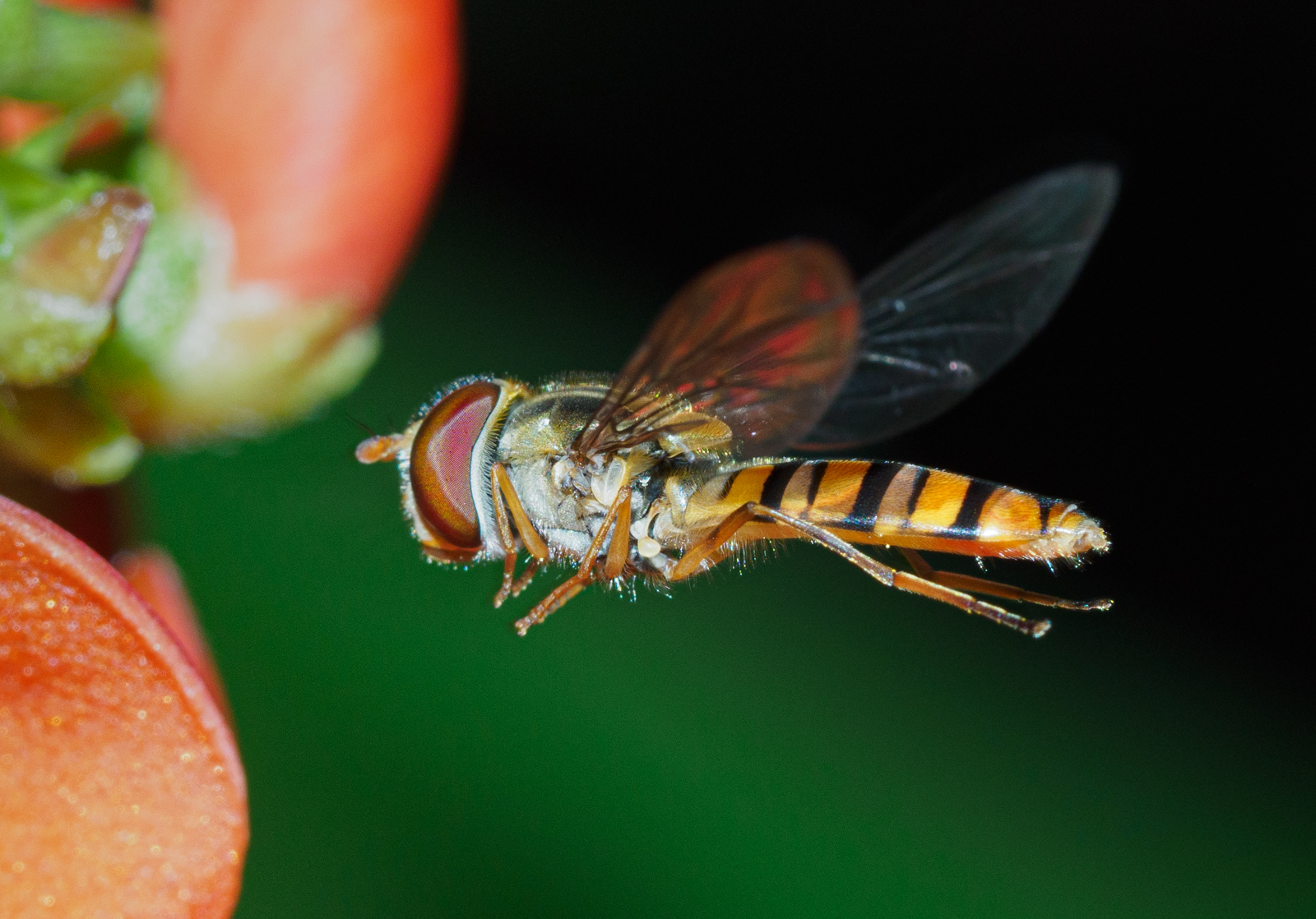 2nd - hoverfly-by-chris-frost