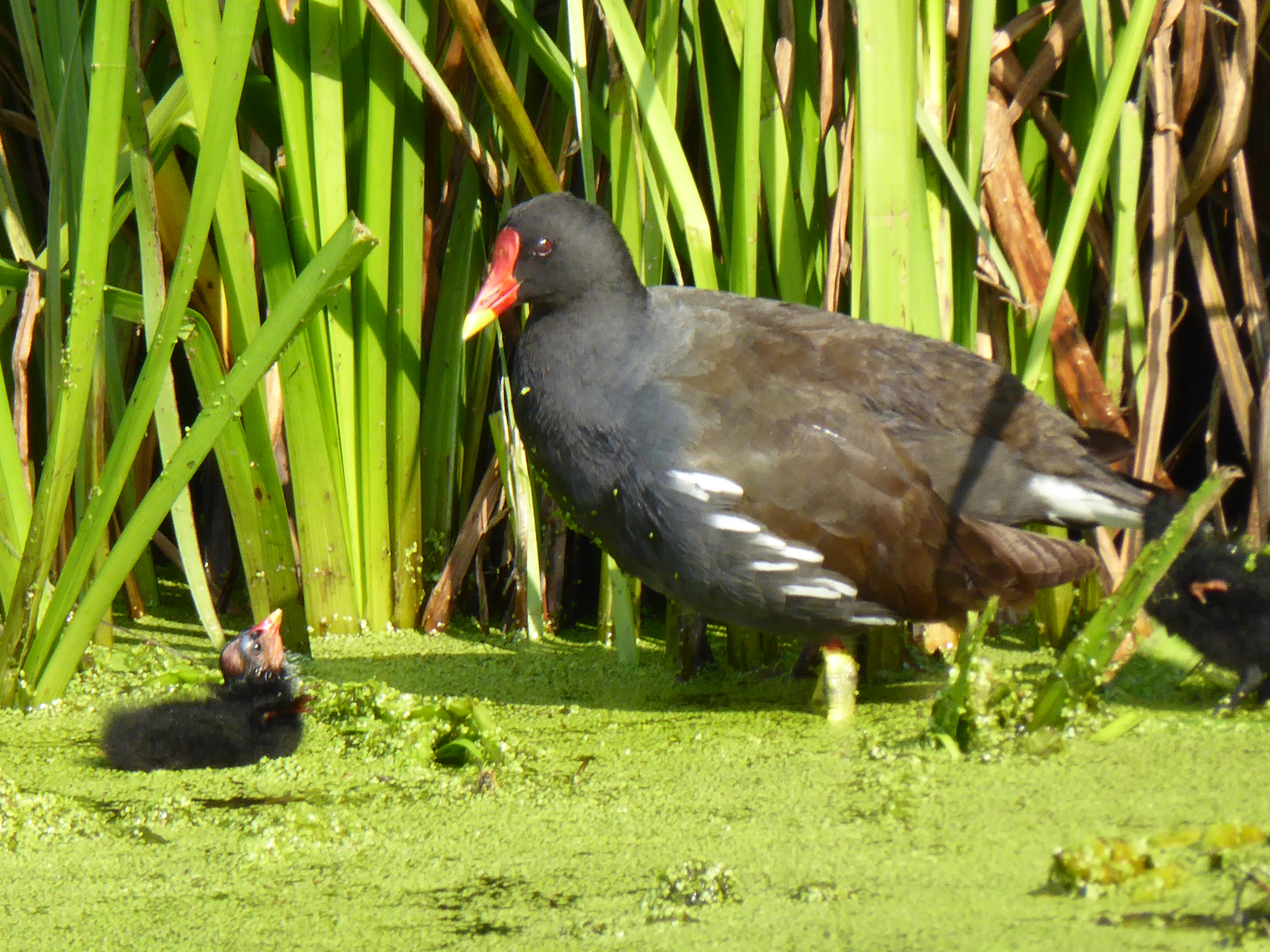 moorhen-and-chick-by-janet
