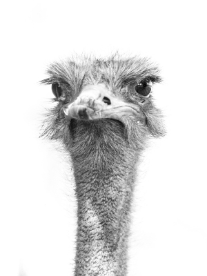 ostrich-by-chris-frost
