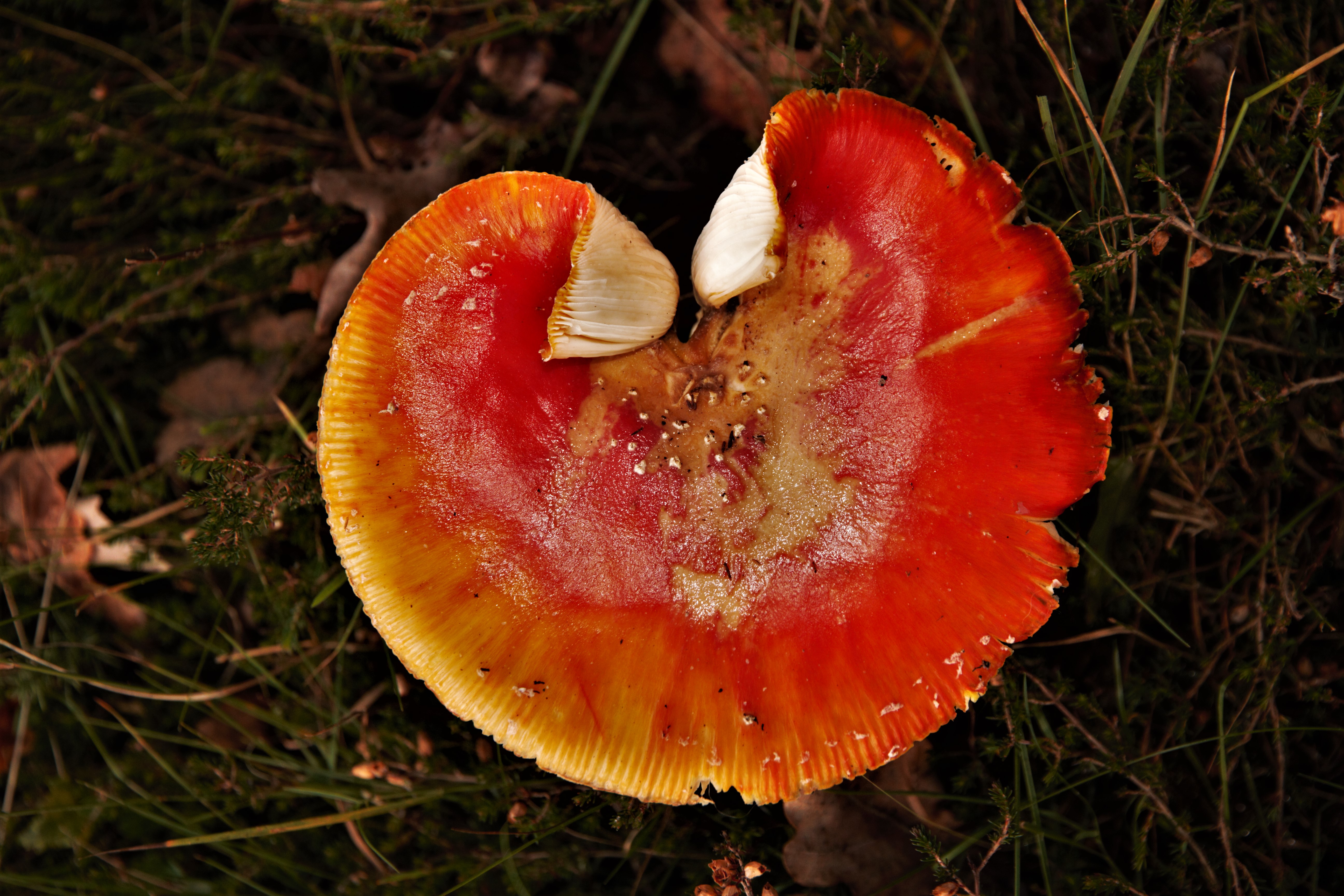 dunwich-heath-red-fungi-by-paul-waite
