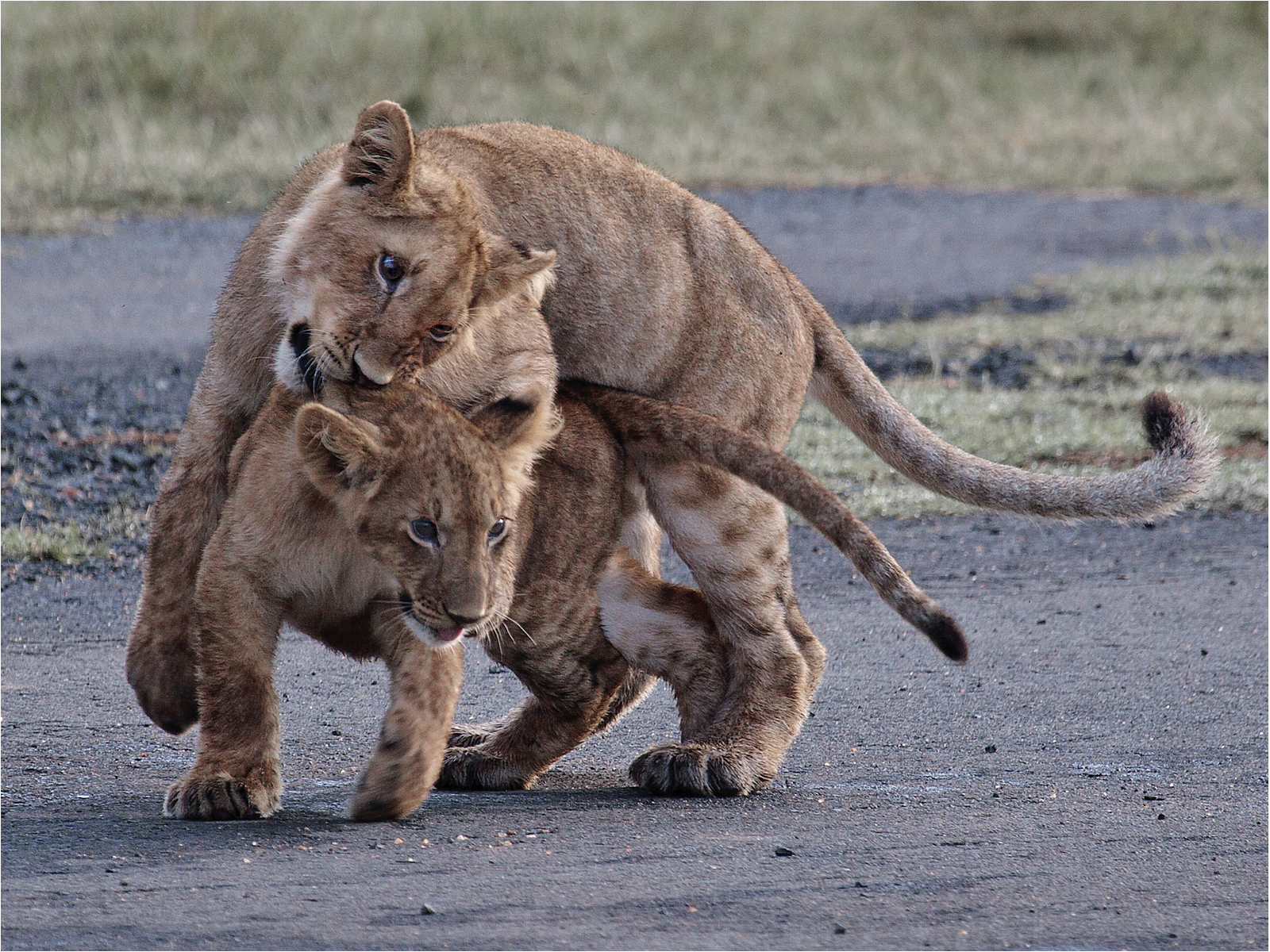 lion-cubs-playing-on-the-airstrip-by-alan-goldby