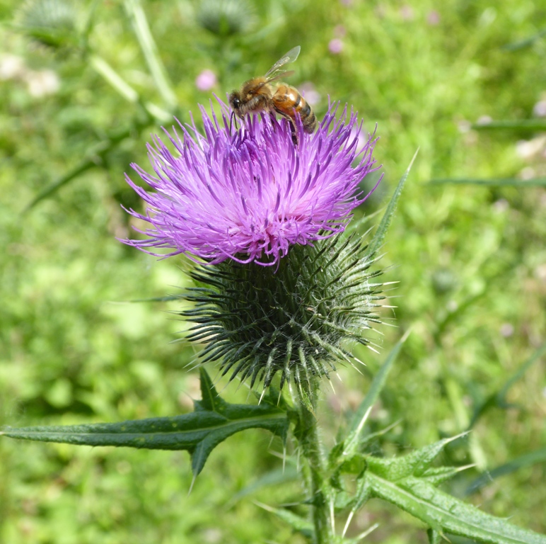 bee-on-thistle-by-janet