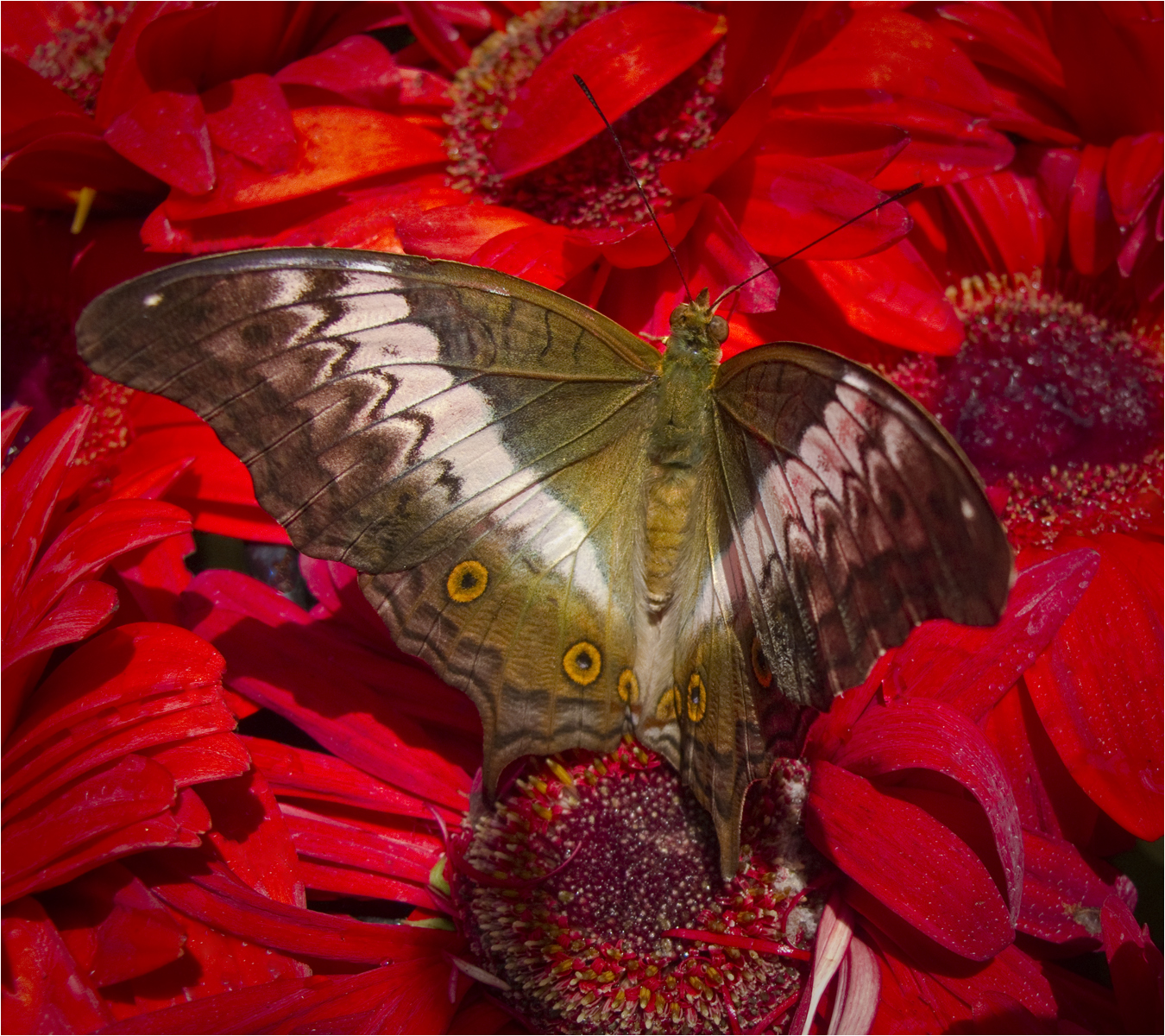 in-the-butterfly-garden-by-alan-goldby