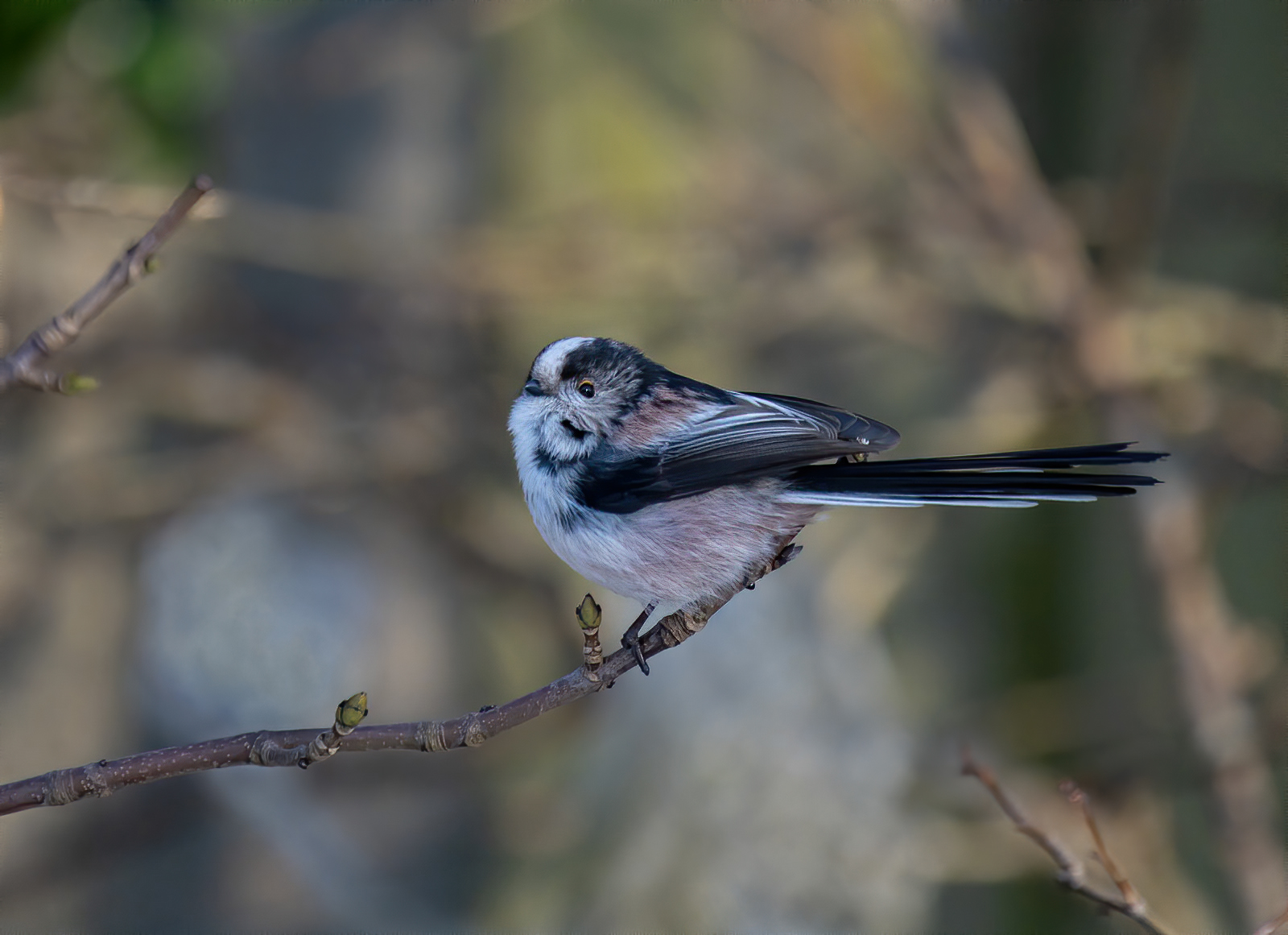 long-tailed-tit-by-peter-darby
