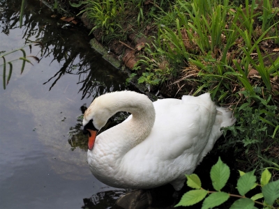 swan-on-bank-by-nick