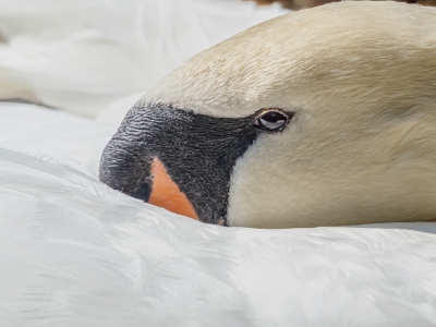mute-swan-by-chris-frost